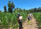 Bhabinkamtibmas Teluk Aur Cek Tanaman Jagung Pipil di Dusun Aur Kuning