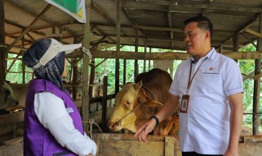 Berat Sapi Kurban Presiden RI Prabowo Subianto di Pekanbaru Hampir 1 Ton, Tim Distankan Cek Kondisi Kesehatan
