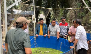 Meraup Berkah di Tengah Kepungan Sawit, Tangan Dingin Suparman Bangun Kemandirian Ekonomi Bangko Jaya