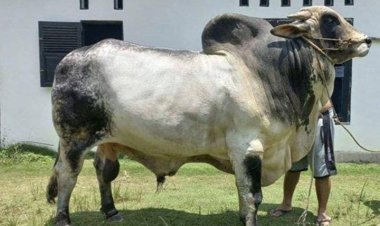 Jelang Hari Raya Idul Adha 1447 Hijriah, Riau Dapat 14 Ekor Sapi Kurban Bantuan Presiden Prabowo Subianto