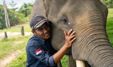 Harmoni di Tanah Balai Raja Bengkalis, Saat Sang Gajah dan Manusia Berbagi Ruang Kehidupan