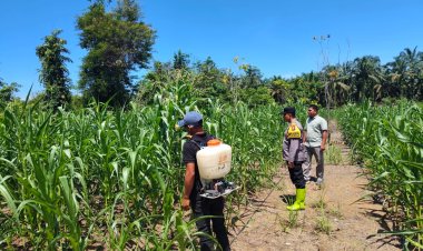 Bhabinkamtibmas Teluk Aur Cek Tanaman Jagung Pipil di Dusun Aur Kuning