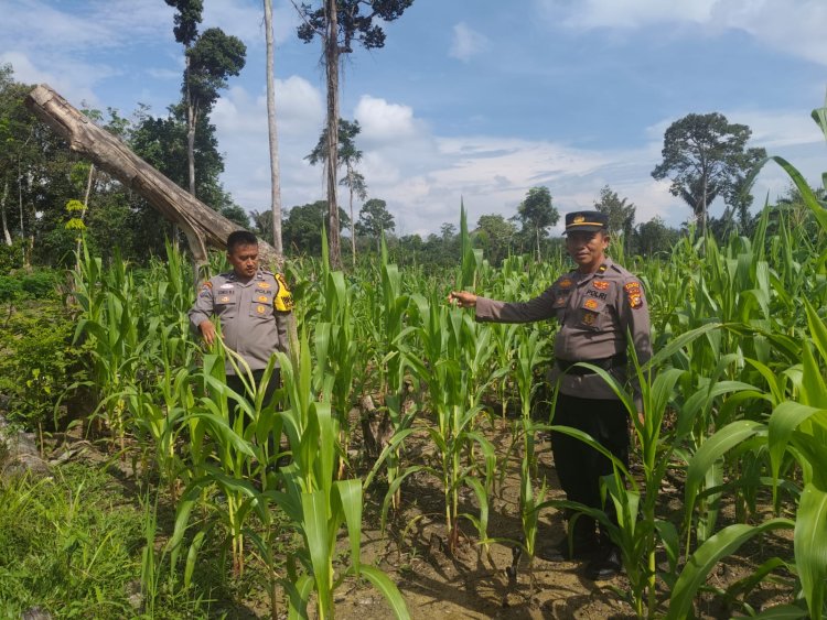 Polsek Rambah Samo Cek Tanaman Jagung di Desa Sei Salak