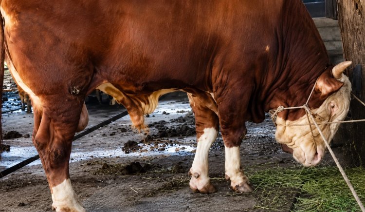 Samson Sapi Asal Dumai yang Jadi Kurban Bantuan Presiden Prabowo Subianto Tahun Ini, Bobotnya Mencapai 950 Kg