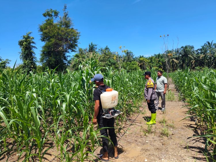 Bhabinkamtibmas Teluk Aur Cek Tanaman Jagung Pipil di Dusun Aur Kuning