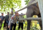 Kapolda Riau Irjen Herry Heryawan Beri Nama Nona Seroja, Bayi Gajah Baru Lahir di TNTN