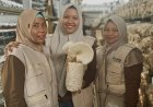 Kelompok UMKM Seroja di Kampar Menyemai Kemandirian Melalui Penguatan Kapasitas Budidaya Jamur 