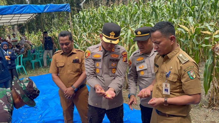Wujud Nyata Asta Cita, Polres Kuansing dan Masyarakat Sukses Panen Raya Jagung di Sungai Bawang