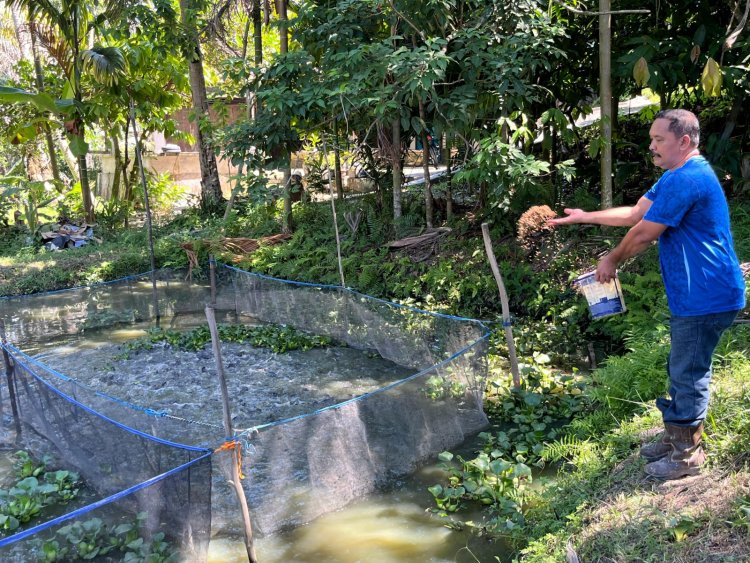 Merajut Kemandirian Ekonomi Lewat Budidaya Lele di Minas Jaya