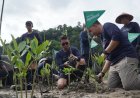 Telkomsel Jaga Bumi Movement di Pesisir Selatan, Tanam 3.000 Pohon Mangrove untuk Lingkungan Berkelanjutan 