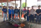 Warga Gaung Inhil Evakuasi Seekor Buaya Muara Sejak Tengah Malam hingga Dini Hari