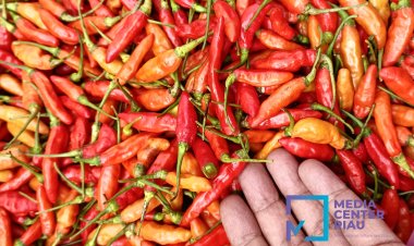 Harga Perhiasan Emas hingga Cabai Rawit Jadi Pemicu Inflasi Tahunan Riau 4,55 Persen pada Juni 2026, Tertinggi di Kampar 4,90 Persen