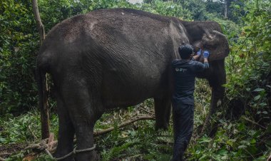 Seekor Gajah Betina Usia 60 Tahun Jalani Hidup sebagai Petualang Soliter di Hutan Tanaman Industri Estate Ukui Pelalawan