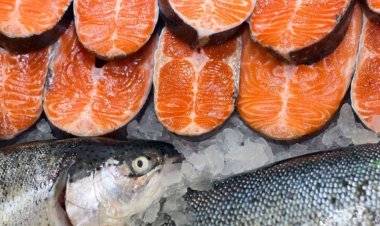 Salmon dan Ikan Kembung, Benarkah Sama-sama Bikin Otak Encer?