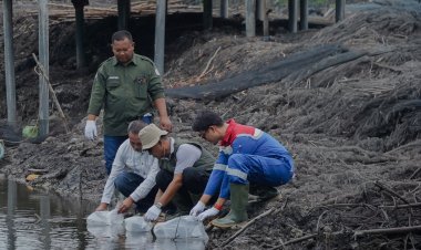 Peringati Hari Mangrove Sedunia, Pertamina EP Pangkalan Susu Tanam 2.500 Bibit Bakau di Langkat