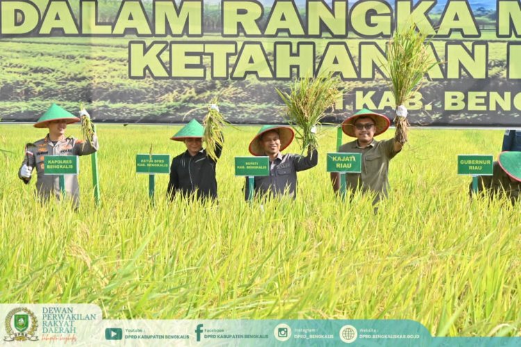 DPRD Bengkalis Perkuat Sinergi Wujudkan Ketahanan Pangan Melalui Panen Raya