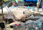 Jovi Gajah Binaan BBKSDA Riau Mati di PLG Minas, Berjuang 34 Hari Lawan Sakit
