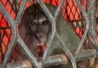 Seekor Monyet Peneror Warga Tembilahan Berhasil Ditangkap, 18 Orang Jadi Korban serangan
