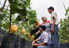 Pertamina EP Rantau Field Gelar Wisata Petik Melon dan Re-Opening Kafe Inklusi, Perkuat Pemulihan Mitra Binaan Pascabanjir