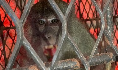 Seekor Monyet Peneror Warga Tembilahan Berhasil Ditangkap, 18 Orang Jadi Korban serangan