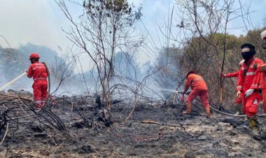 BRIN Jelaskan Efektivitas Tepung Singkong Padamkan Karhutla