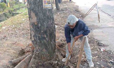 28 Batang Pohon di Pinggir Jalan Dipindahkan DLHK Pekanbaru ke Kompleks Perkantoran Pemko, Terdampak Pelebaran Jalan