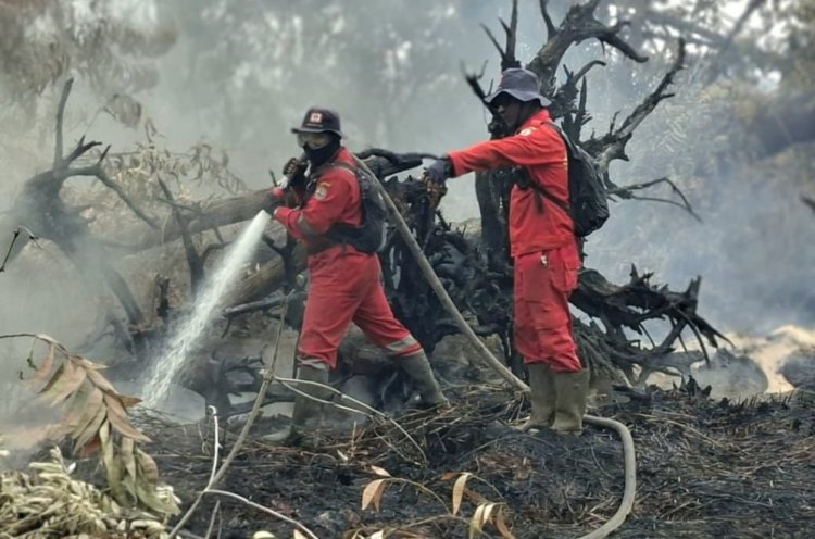 207 Titik Panas Menyala di Riau, Tim Gabungan Fokus Sisir Sisa Bara Api Karhutla di Kerumutan Pelalawan