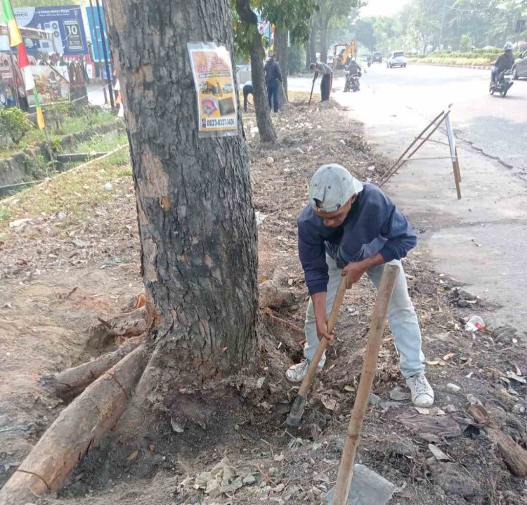 28 Batang Pohon di Pinggir Jalan Dipindahkan DLHK Pekanbaru ke Kompleks Perkantoran Pemko, Terdampak Pelebaran Jalan