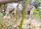 PHE NSO Kembalikan Jalan Pulang Gajah Melalui Restorasi Lahan Kritis di Aceh Utara