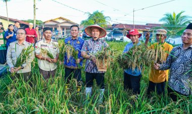 Hasil Panen Padi Gogo Meranti Pandak Meningkat, Walikota Pekanbaru Agung Nugroho Dorong Kemandirian Pangan