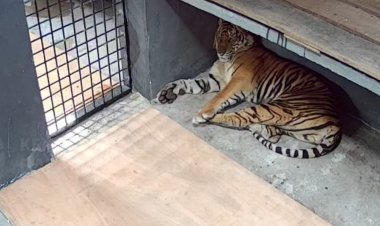 Harimau Sumatera Terjebak Box Trap di Lanskap Semenanjung Kampar Dititipkan BBKSDA Riau di Lembaga Konservasi Kasang Kulim
